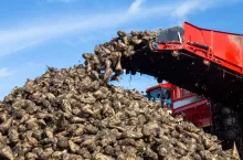 Sugar beet harvest in the Palatinate, Germany