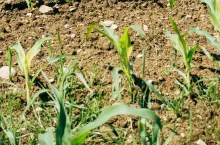 Susze kosztują polskie rolnictwo ponad 6 mld zł rocznie. Jak ograniczyć straty?