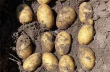 Ziemniaki świeżo wykopane z gleby, pokryte resztkami ziemi. Zdjęcie przedstawia plony na etapie zbioru, ukazując kształt i jakość bulw.