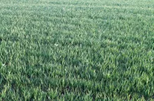 pszenica jara, zboże, pole