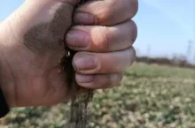 susza szacowanie strat