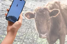 Ale akcja! Zaginiony byk wrócił do obory helikopterem