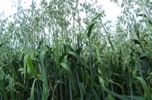 SAMSUNG DIGITAL CAMERA