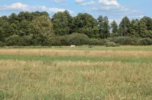 Krowy pasące się na łąkach