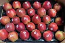 jabłka na eksport