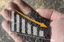 Notowania zbóż i oleistych