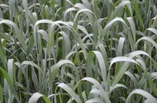 pszenica jara. zboże