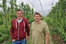 miodówka gruszowa plamista