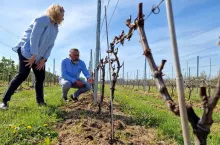 winnica po przymrozkach