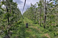 ochrona czereśni w sadzie grzegorza Pagacza