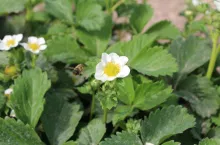 kwitnienie truskawek