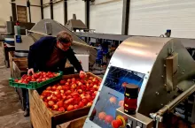 jabłka przemysłowe po przechowywaniu