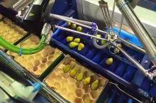 pakowanie gruszek w kartony