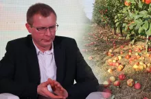 kontraktacja jabłek przemysłowych