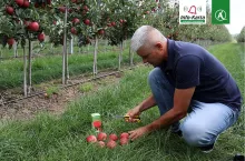 dojrzałość jabłek