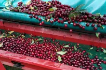 zbiór wiśni w powiecie opolskim