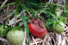 choroby na plantacjach truskawek