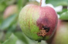 owocówka jabłkóweczka zwalczanie 2020