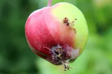 owocówka jabłkóweczka