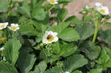 komunikat jagodowy procam