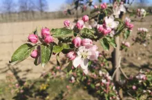 komunikaty sadownicze 2020