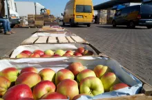 ceny jabłek na broniszach