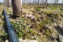 ekologiczny środek na chwasty effect 24h