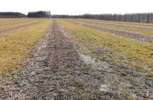 plantacja-maliny-jesiennej-marzec-2020