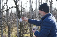 dziubałek nadrzewny