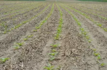 burak cukrowy, pole buraka