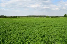 dopłaty do lucerny