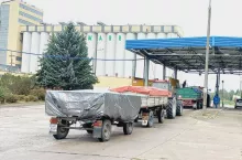 Pszenica tańsza o 30 zł, rzepak o 175 zł. Jakie są ceny skupu zbóż i rzepaku?