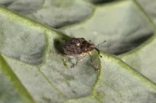 Chowacz czterozębny, chowacze