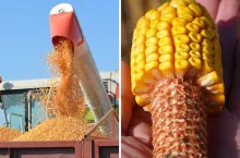 Kukurydza na ziarno: Lista Odmian Zalecanych na 2025 rok