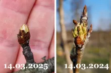 porównanie wegetacji w sadach gruszowych