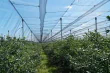 Plantacja borówek