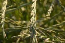 życica wielokwiatowa