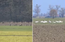 Wyjedzone rzepaki i zboża. Rolnicy walczą z plagą