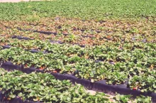 Placowe uszkodzenia plantacji spowodowane przez przędziorka chmielowca
