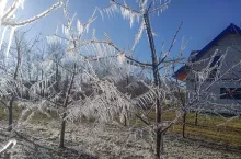 zraszanie przymrozek