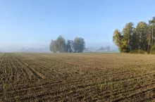 pole las zasiewy wschody