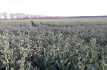 Rzepak na początku kwietnia i kwitnienia