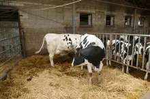 Utrzymywanie krów na głębokiej ściółce przyspiesza proces leczenia nie tylko silnych, ale również średnio i lekko zaawansowanych kulawizn