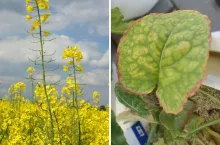 Dolistne dokarmianie rzepaku wiosną: kiedy i czym? Jaki azot?