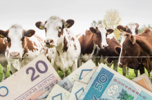 EKOSCHEMAT DOBROSTAN ZWIERZĄT 
