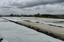 Kapusta pod włókniną