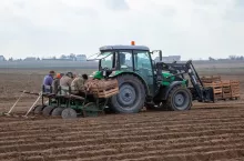 Sadzenie wczesnych ziemniaków