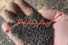 Rzepak i wykres pokazujący jego ceny