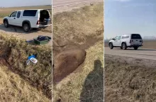 Rolnicy alarmują ws. roznoszenia pryszczycy. ”To woła o pomstę do nieba”