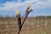 zabiegi olejowe w sadzie